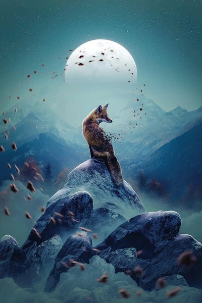 Rocky Mountains: Winter Fox by Adam Cousins