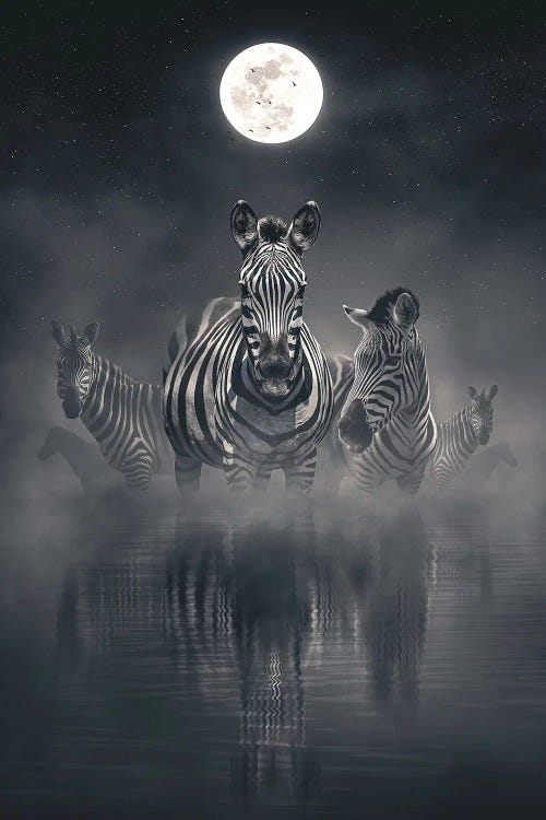 Zebras At Night