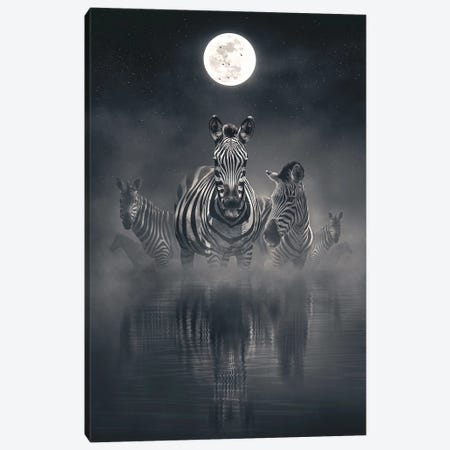Zebras At Night Canvas Print #CID58} by Adam Cousins Canvas Art