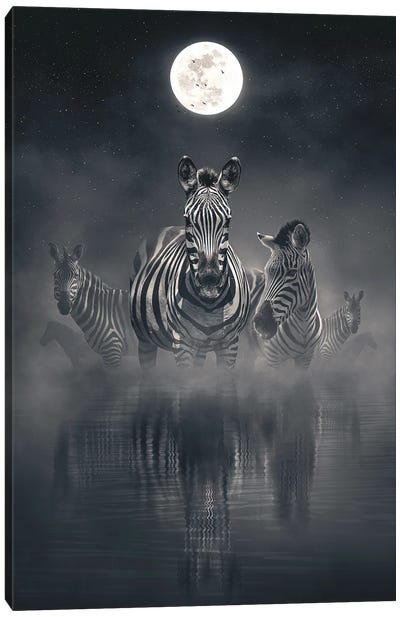 Zebras At Night Canvas Art Print - Adam Cousins