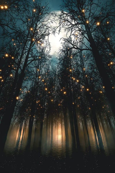 Pine Trees: Moonlit Nights Under Forest Lights by Adam Cousins
