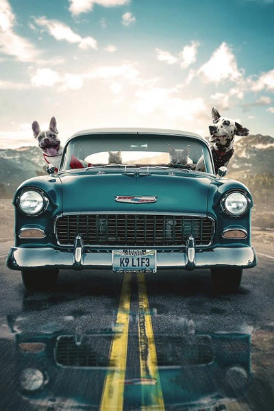 Large Photography - Canvas Prints: Doggy Joyride by Adam Cousins