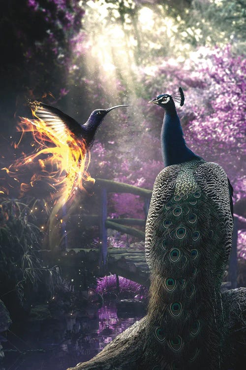 Peacock And Hummingbird