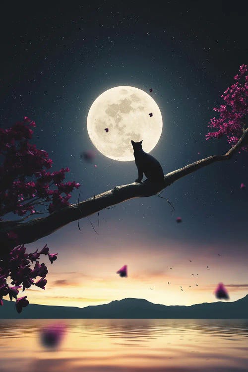 Black Cat And Moon 3D