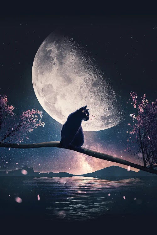 Black Cat And Moon