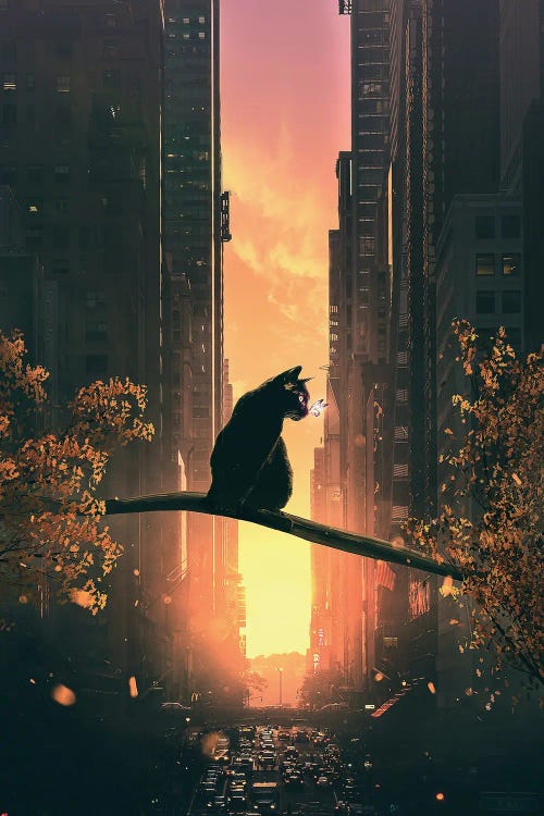 Black Cat In The City