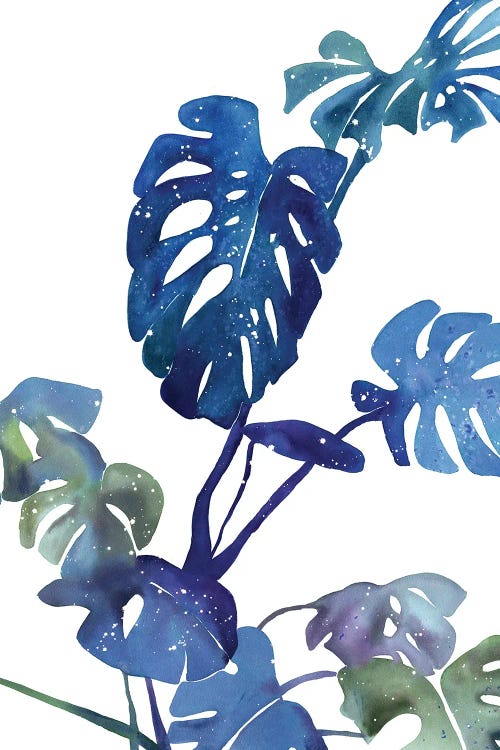 Monstera Blue Magic