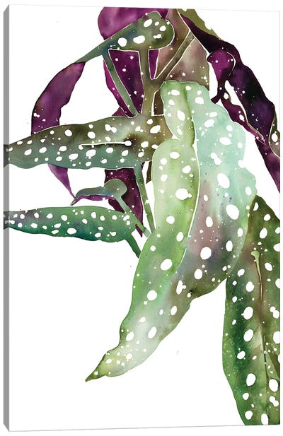 Polka Dot Begonia Canvas Art Print - CreativeIngrid