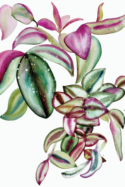 CreativeIngrid: Tradescantia by CreativeIngrid