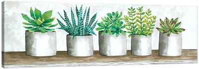 Succulent Pots Canvas Art Print - Cindy Jacobs