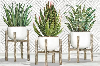 Succulent Trio on Stands by Cindy Jacobs framed wall art