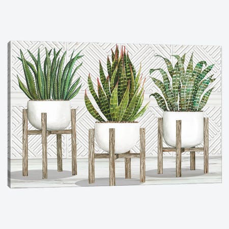 Succulent Trio on Stands Canvas Print #CJA359} by Cindy Jacobs Art Print