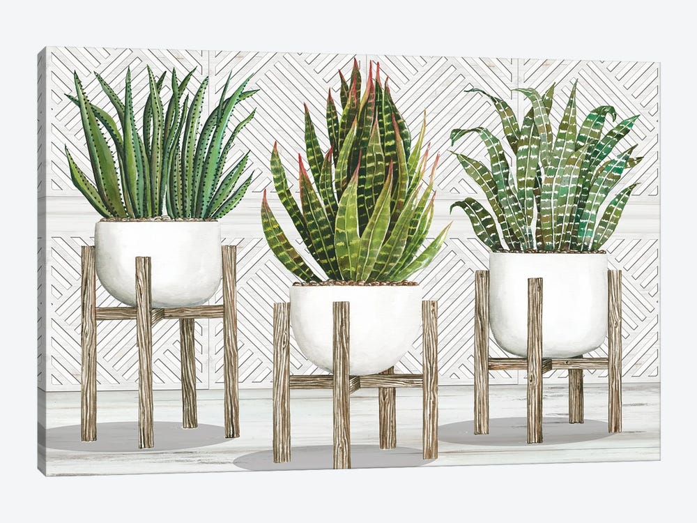 Succulent Trio on Stands by Cindy Jacobs 1-piece Canvas Art