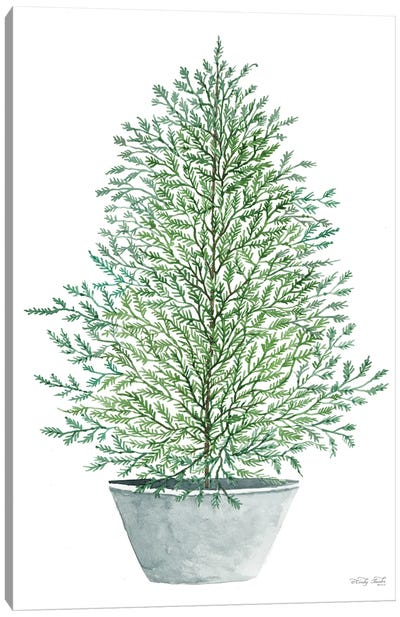 Cedar Tree In Pot Canvas Art Print - Cindy Jacobs