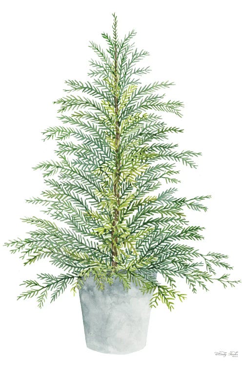 Spruce Tree In Pot