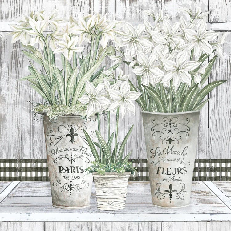 Amaryllis Multi Pots