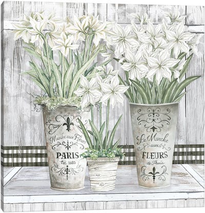 Amaryllis Multi Pots Canvas Art Print