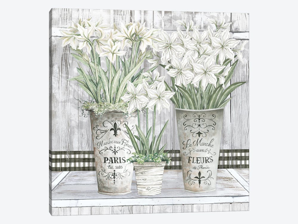 Amaryllis Multi Pots by Cindy Jacobs 1-piece Canvas Wall Art