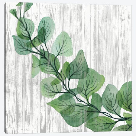 Eucalyptus On White Canvas Print #CJA490} by Cindy Jacobs Canvas Artwork