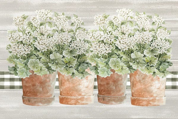Welcoming Geraniums II
