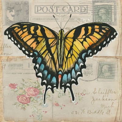 Postcard Butterfly II by Cindy Jacobs framed wall art