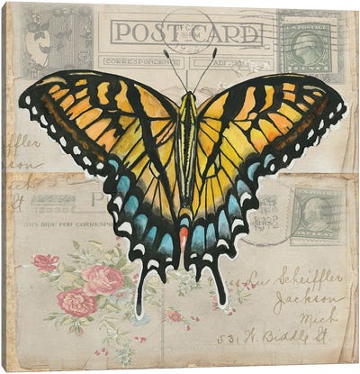 Postcard Butterfly II Canvas Art Print - Cindy Jacobs