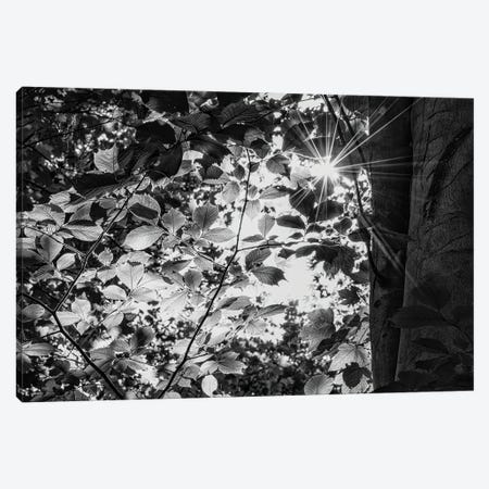 Woodland Sun Burst - Black & White Canvas Print #CKP10} by Colin Kemp Photography Canvas Art Print