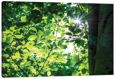 Woodland Sun Burst Canvas Art Print - Colin Kemp Photography