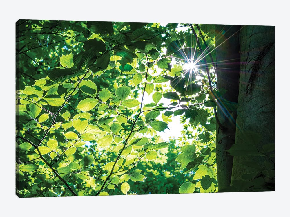 Woodland Sun Burst by Colin Kemp Photography 1-piece Art Print