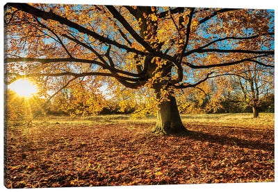 Fall Chestnut - Anglesey Abbey Canvas Art Print - Colin Kemp Photography