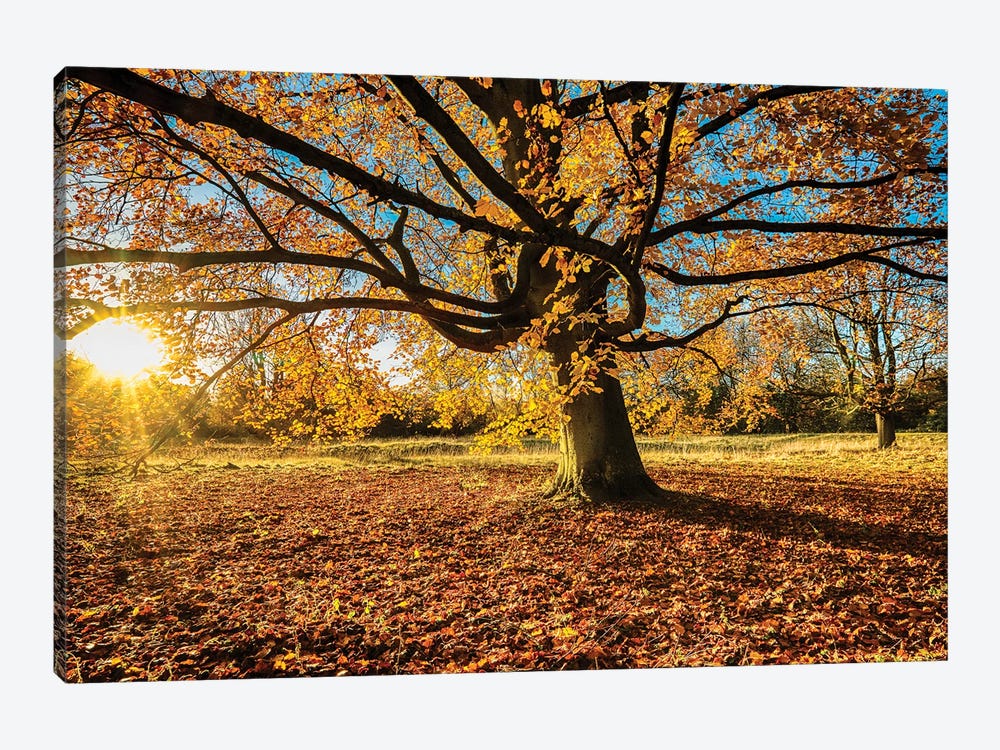 Fall Chestnut - Anglesey Abbey by Colin Kemp Photography 1-piece Canvas Wall Art