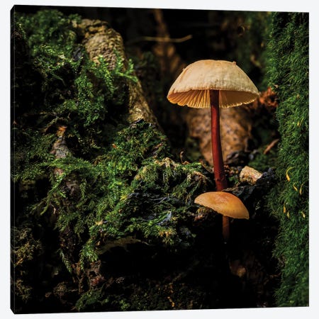 Woodland Mushroom Canvas Print #CKP16} by Colin Kemp Photography Canvas Artwork