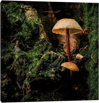 Woodland Mushroom Canvas Art Print - Mushroom Art