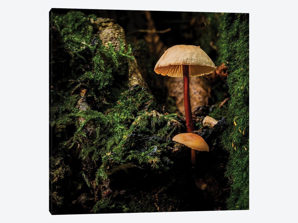 Woodland Mushroom by Colin Kemp Photography 1-piece Canvas Wall Art