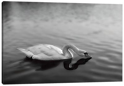 Serpentine Swan, Hyde Park London Canvas Art Print - Colin Kemp Photography