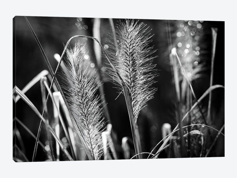 Seed Heads And Dew Drops by Colin Kemp Photography 1-piece Canvas Wall Art