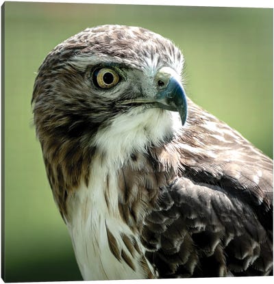 Red Tailed Hawk At Rest Canvas Art Print - Colin Kemp Photography