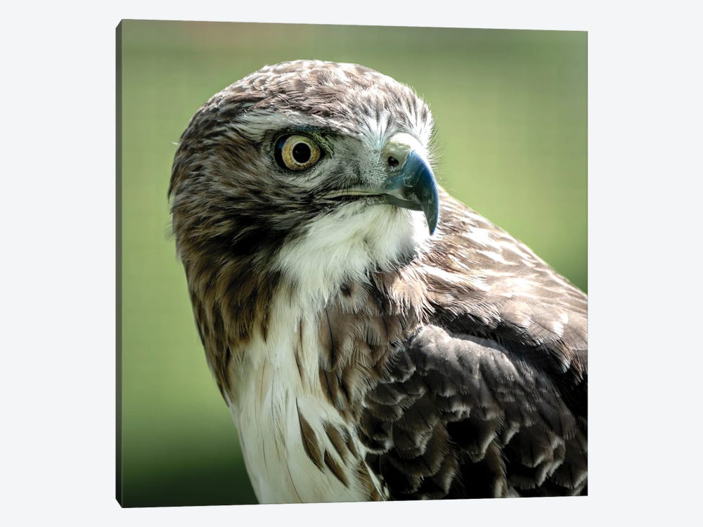 Red Tailed Hawk At Rest by Colin Kemp Photography 1-piece Canvas Art Print