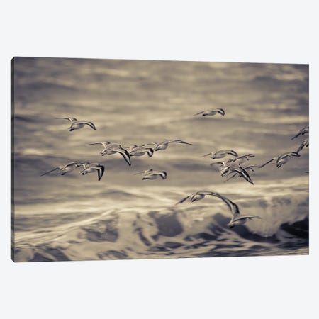 Fluid Flight - Birds And Waves Canvas Print #CKP41} by Colin Kemp Photography Canvas Artwork