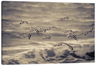 Fluid Flight - Birds And Waves Canvas Art Print - Colin Kemp Photography