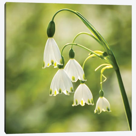 Bringing Hope - Giant Snowdrops Canvas Print #CKP45} by Colin Kemp Photography Canvas Print