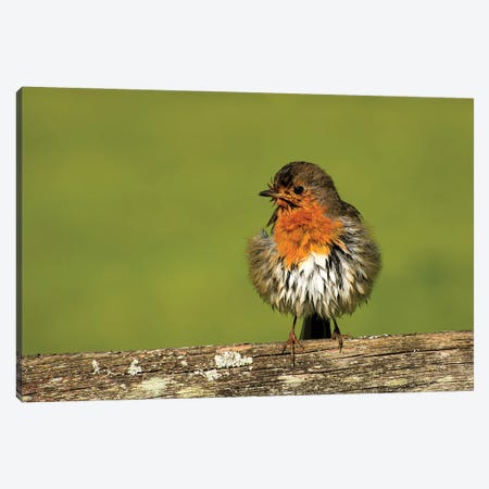 Robin'S Morning After... Canvas Print #CKP55} by Colin Kemp Photography Canvas Wall Art