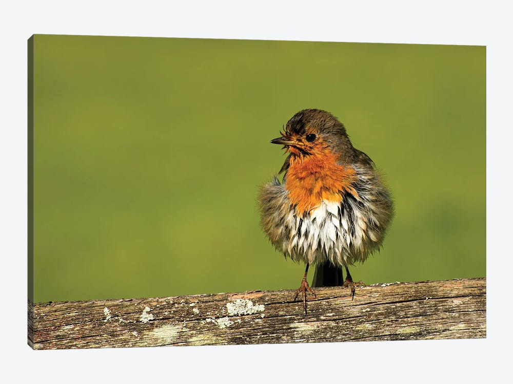 Robin'S Morning After... by Colin Kemp Photography 1-piece Art Print