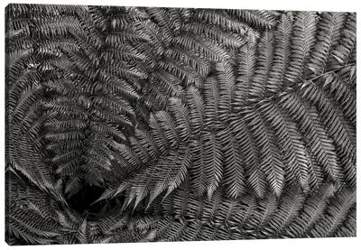 Nature Forms: The Ferns Canvas Art Print - Colin Kemp Photography
