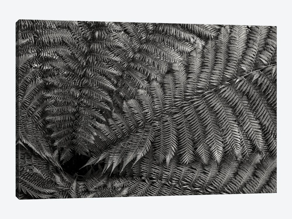 Nature Forms: The Ferns by Colin Kemp Photography 1-piece Canvas Art
