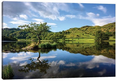Lone Tree At Rydal Water, Lake District Canvas Art Print - Colin Kemp Photography