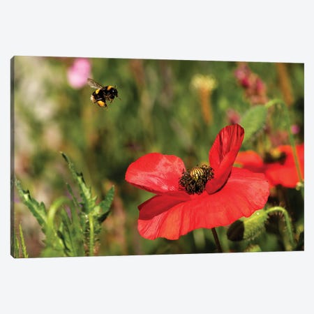 Bee & Poppy - Lunch Date Canvas Print #CKP62} by Colin Kemp Photography Canvas Wall Art