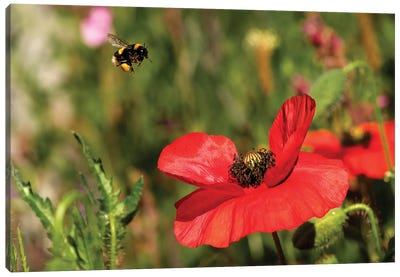 Bee & Poppy - Lunch Date Canvas Art Print - Colin Kemp Photography