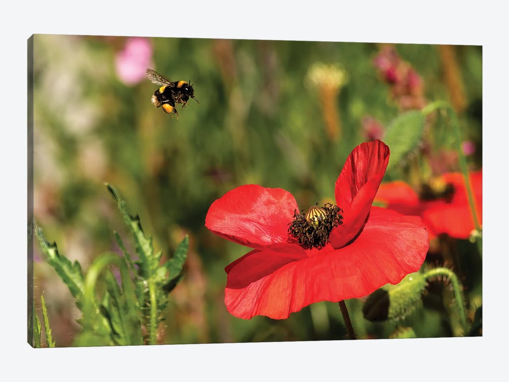 Bee & Poppy - Lunch Date by Colin Kemp Photography 1-piece Canvas Art Print