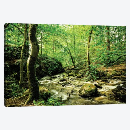 Woodland Stream, Lake District Canvas Print #CKP65} by Colin Kemp Photography Art Print